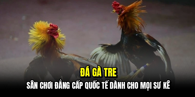 Đá Gà Tre - Kinh Nghiệm Săn Thưởng Tiền Tỷ Mỗi Ngày Tại C168 5 Đá gà tre - Sân chơi đẳng cấp quốc tế dành cho mọi sư kê